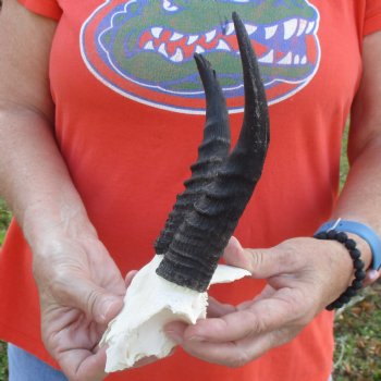 B-Grade Mountain Reedbuck Skull Plate with 6" Horns - $20