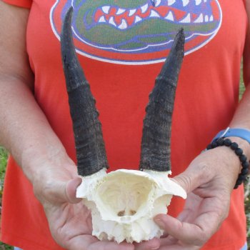 B-Grade Mountain Reedbuck Skull Plate with 6" Horns - $20