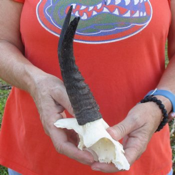 B-Grade Mountain Reedbuck Skull Plate with 6" Horns - $20