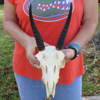 B-Grade 8" Mountain Reedbuck Skull with 7" Horns - $40