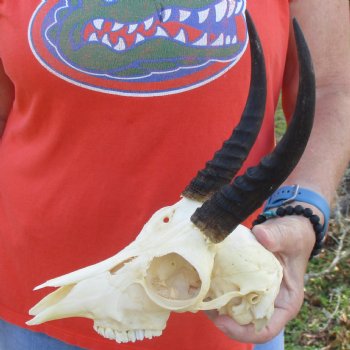 B-Grade 8" Mountain Reedbuck Skull with 7" Horns - $40