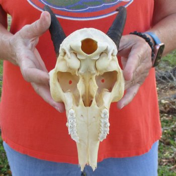 B-Grade 8" Mountain Reedbuck Skull with 7" Horns - $40