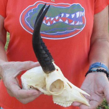 B-Grade 8" Mountain Reedbuck Skull with 7" Horns - $40