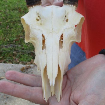 B-Grade 8" Mountain Reedbuck Skull with 7" Horns - $40