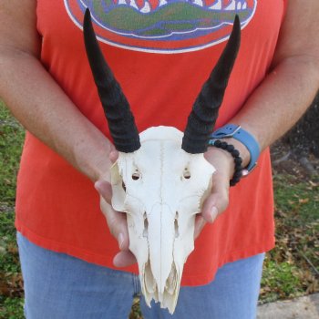 B-Grade 8" Mountain Reedbuck Skull with 6" Horns - $40