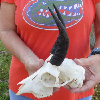 B-Grade 8" Mountain Reedbuck Skull with 6" Horns - $40