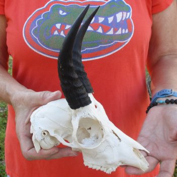 B-Grade 8" Mountain Reedbuck Skull with 6" Horns - $40