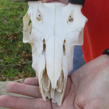 B-Grade 8" Mountain Reedbuck Skull with 6" Horns - $40