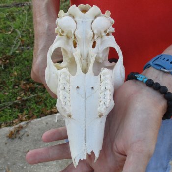 B-Grade 8" Mountain Reedbuck Skull with 6" Horns - $40