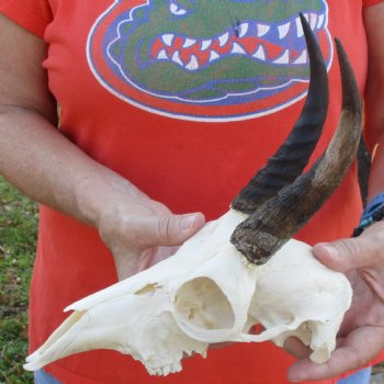 8" Mountain Reedbuck Skull with 6" Horns - $52