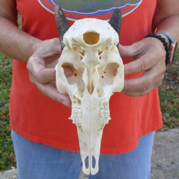 8" Mountain Reedbuck Skull with 6" Horns - $52