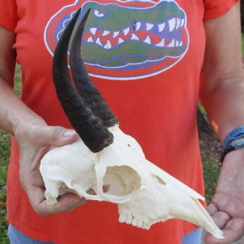 8" Mountain Reedbuck Skull with 6" Horns - $52