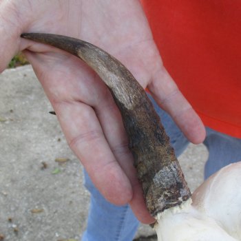 8" Mountain Reedbuck Skull with 6" Horns - $52