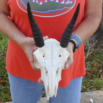 B-Grade 8" Mountain Reedbuck Skull with 6" Horns - $40