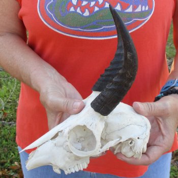 B-Grade 8" Mountain Reedbuck Skull with 6" Horns - $40