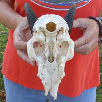 B-Grade 8" Mountain Reedbuck Skull with 6" Horns - $40