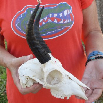 B-Grade 8" Mountain Reedbuck Skull with 6" Horns - $40