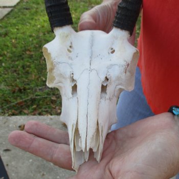 B-Grade 8" Mountain Reedbuck Skull with 6" Horns - $40