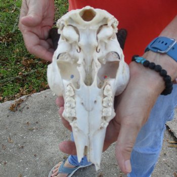 B-Grade 8" Mountain Reedbuck Skull with 6" Horns - $40