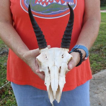 B-Grade 8" Mountain Reedbuck Skull with 6" Horns - $40