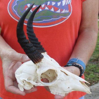 B-Grade 8" Mountain Reedbuck Skull with 6" Horns - $40