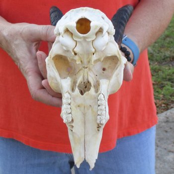 B-Grade 8" Mountain Reedbuck Skull with 6" Horns - $40