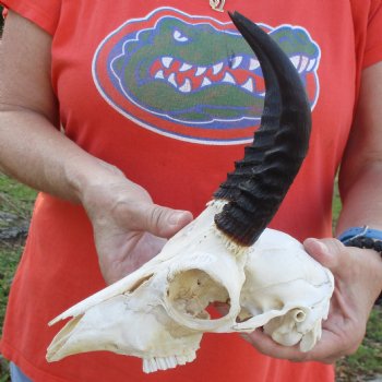 B-Grade 8" Mountain Reedbuck Skull with 6" Horns - $40