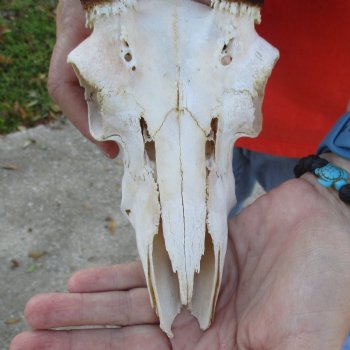 B-Grade 8" Mountain Reedbuck Skull with 6" Horns - $40