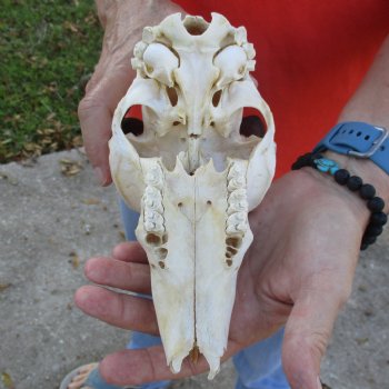 B-Grade 8" Mountain Reedbuck Skull with 6" Horns - $40