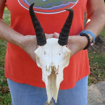 C-Grade 8" Mountain Reedbuck Skull with 6" Horns - $35