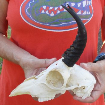 C-Grade 8" Mountain Reedbuck Skull with 6" Horns - $35