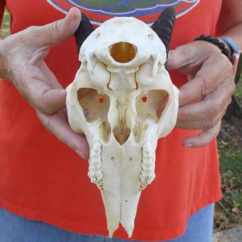 C-Grade 8" Mountain Reedbuck Skull with 6" Horns - $35