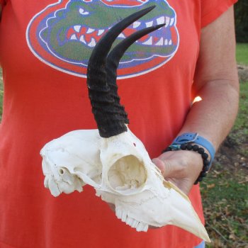 C-Grade 8" Mountain Reedbuck Skull with 6" Horns - $35