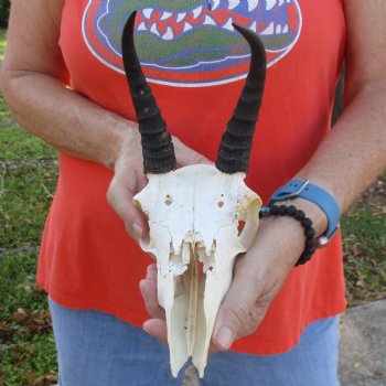 C-Grade 8" Mountain Reedbuck Skull with 6" Horns - $35