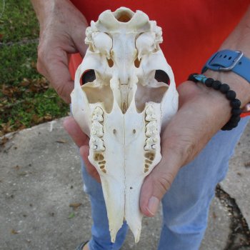 C-Grade 8" Mountain Reedbuck Skull with 6" Horns - $35