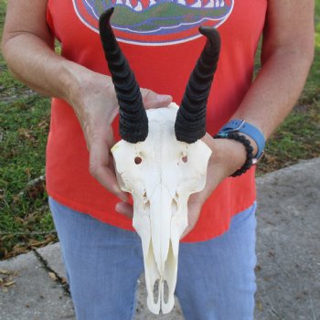 9" Mountain Reedbuck Skull with 6" Horns - $52