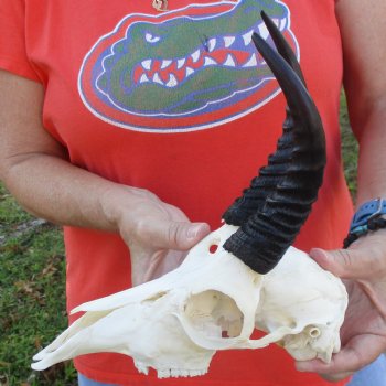 9" Mountain Reedbuck Skull with 6" Horns - $52