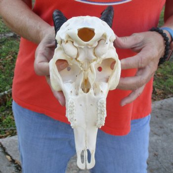 9" Mountain Reedbuck Skull with 6" Horns - $52