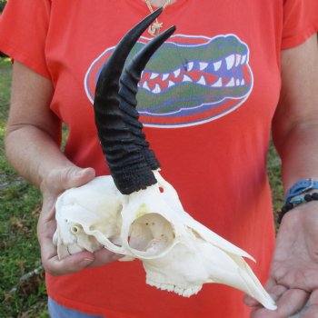 9" Mountain Reedbuck Skull with 6" Horns - $52