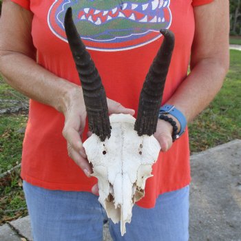 C-Grade 7" Mountain Reedbuck Skull with 8" Horns - $35