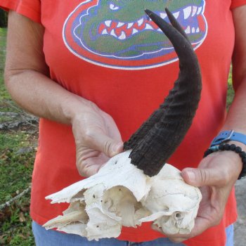 C-Grade 7" Mountain Reedbuck Skull with 8" Horns - $35