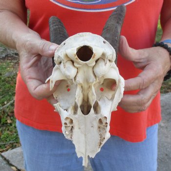 C-Grade 7" Mountain Reedbuck Skull with 8" Horns - $35