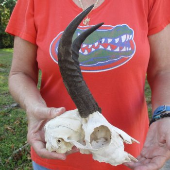 C-Grade 7" Mountain Reedbuck Skull with 8" Horns - $35