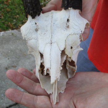 C-Grade 7" Mountain Reedbuck Skull with 8" Horns - $35