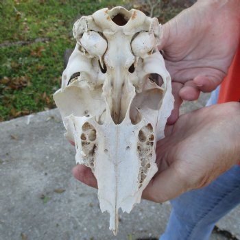 C-Grade 7" Mountain Reedbuck Skull with 8" Horns - $35