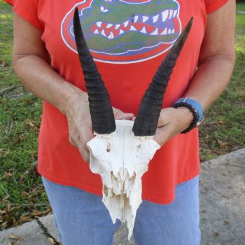 C-Grade 8" Mountain Reedbuck Skull with 7" Horns - $35