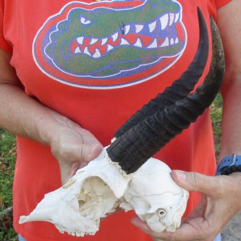 C-Grade 8" Mountain Reedbuck Skull with 7" Horns - $35