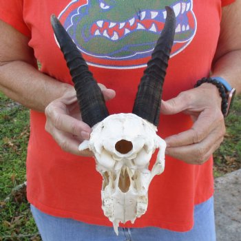 C-Grade 8" Mountain Reedbuck Skull with 7" Horns - $35