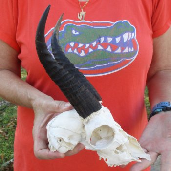 C-Grade 8" Mountain Reedbuck Skull with 7" Horns - $35