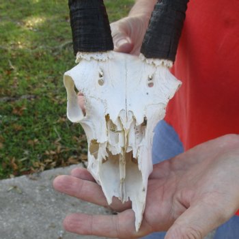 C-Grade 8" Mountain Reedbuck Skull with 7" Horns - $35